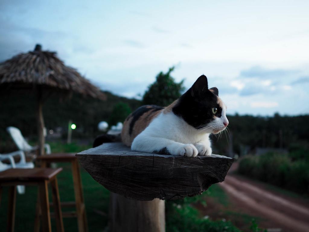 Cat Bungalow Ko Lanta Dış mekan fotoğraf