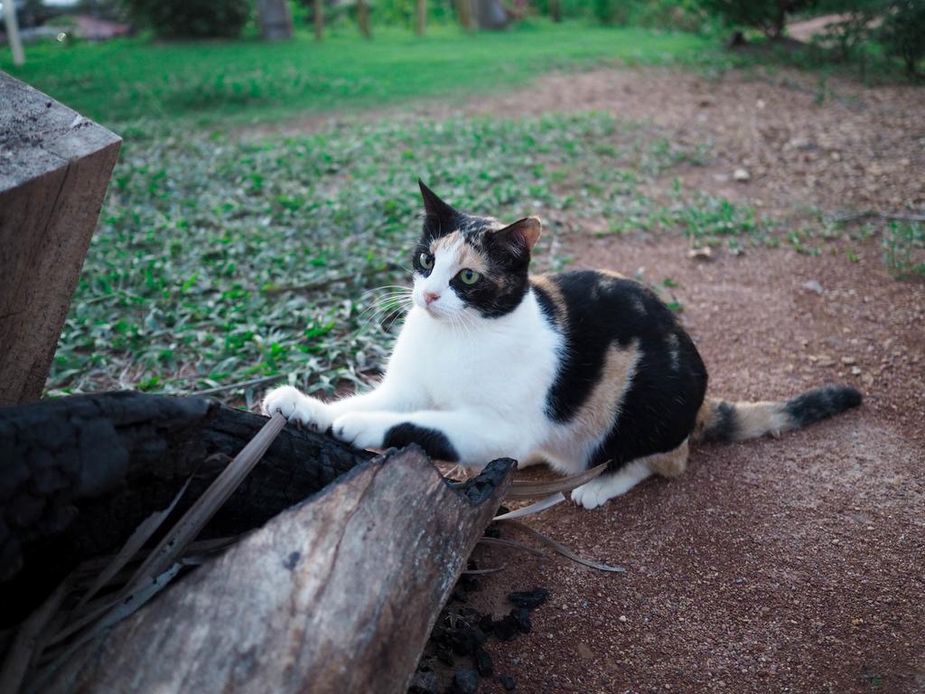 Cat Bungalow Ko Lanta Dış mekan fotoğraf